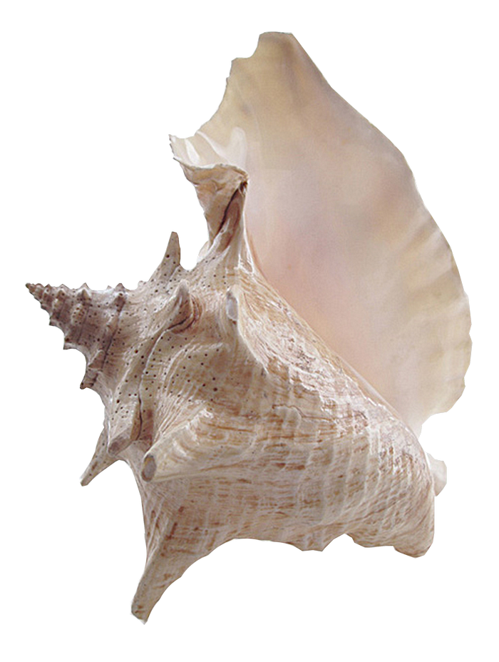 картинка png Раковина