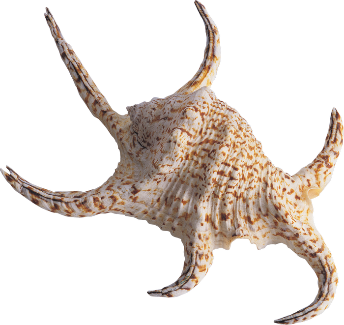 картинка png Раковина